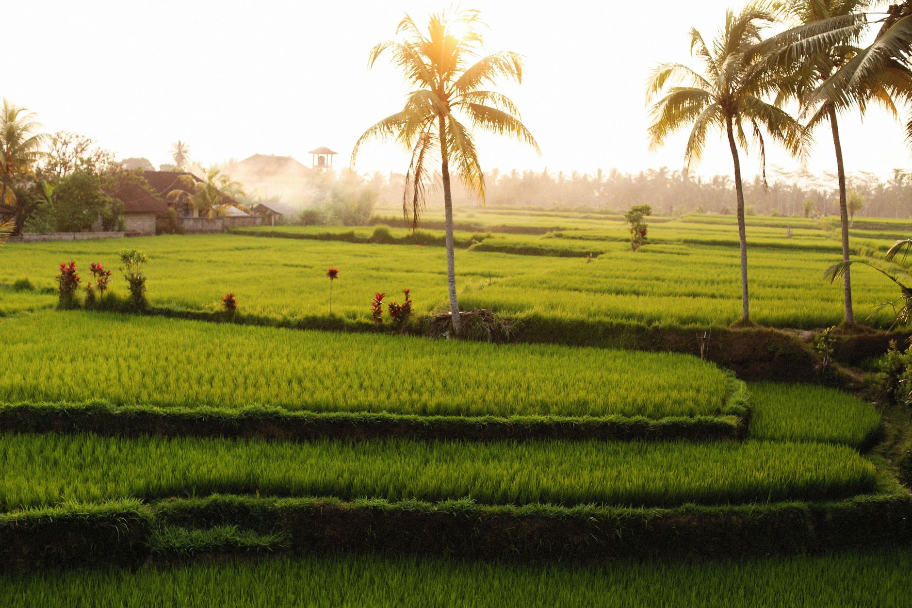 Ubud: Rice Terraces & Villages Half-Day Fat Tire E-Bike