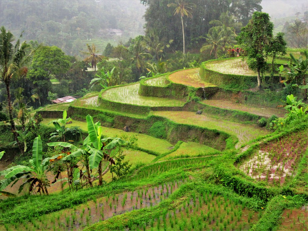 Bali: Jatiluwih Rice Terraces, Temple & Waterfall Private Day Trip