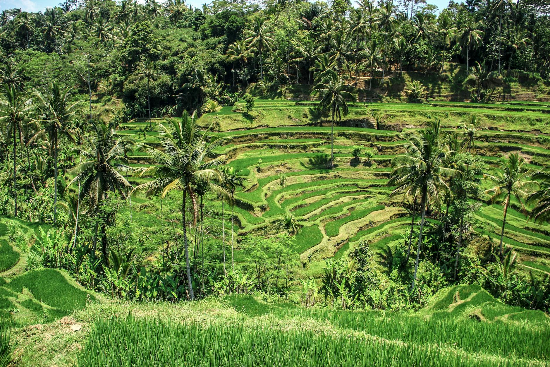 Travelers walking the stone path along Jatiluwih rice terraces