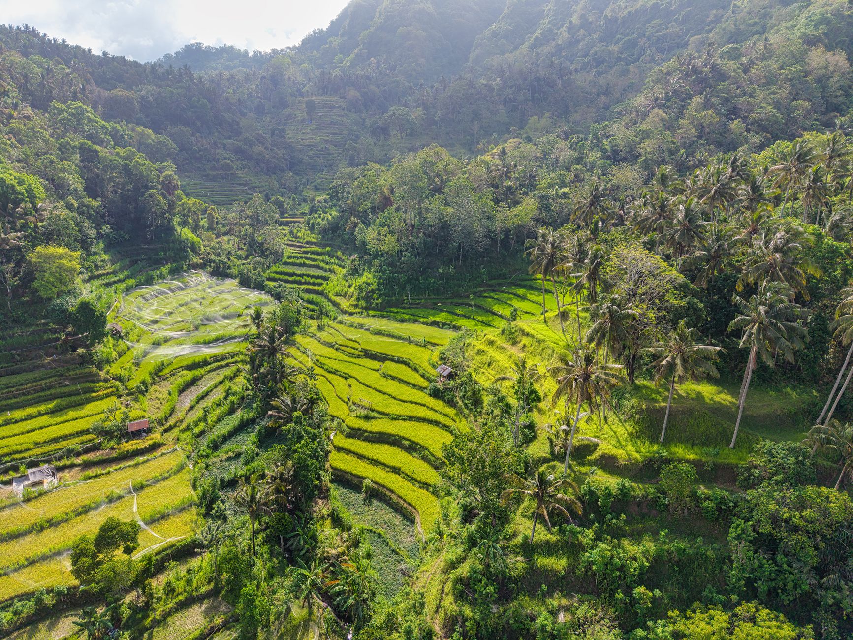 Lush Sidemen Valley rice terraces framed by the volcanic peak of Mount Agung in Bali