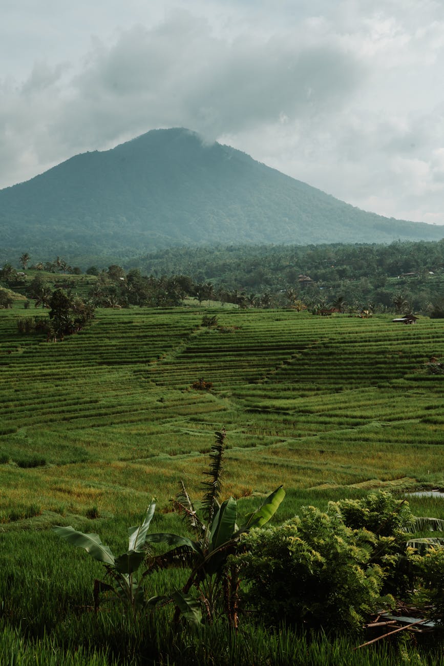 Mount Agung towering over lush rice paddies in Sidemen Valley