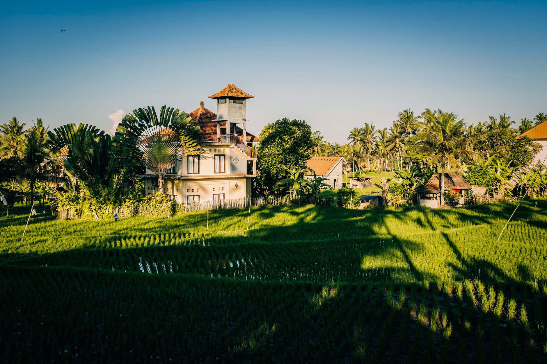 Flooded Subak canals and reflective terraces in Bali