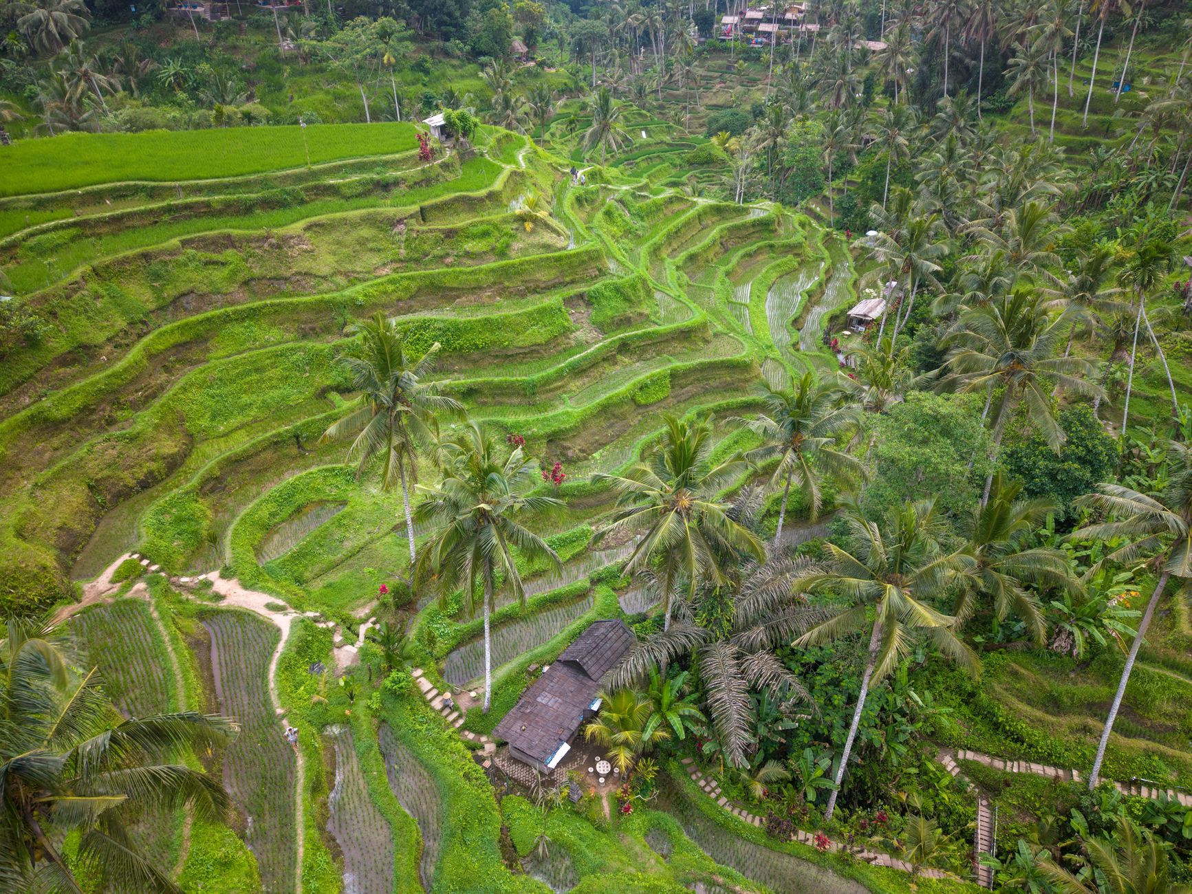 Panoramic view of Tegallalang stepped rice terraces and palm canopy
