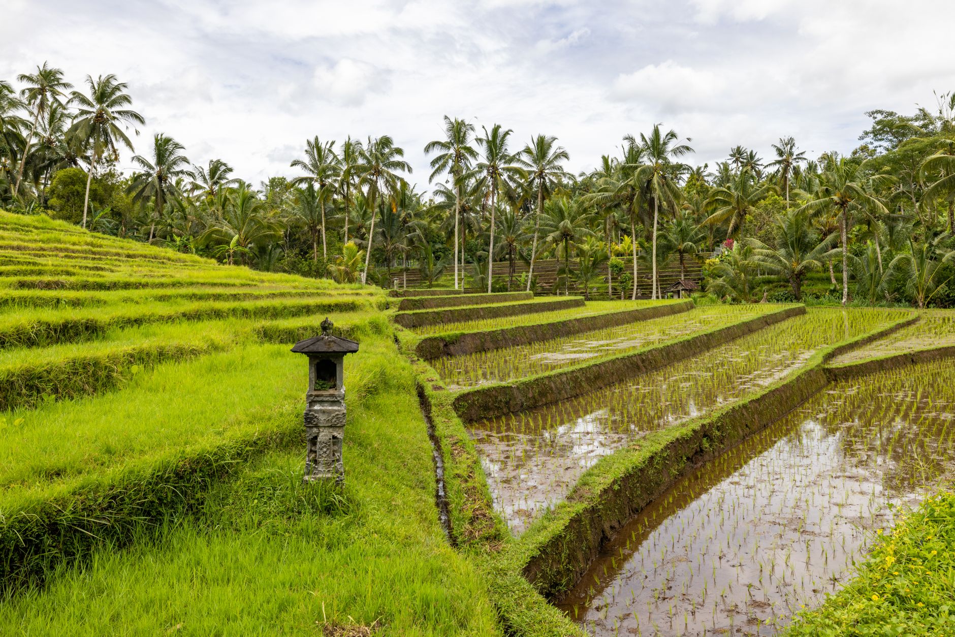 Tranquil walking path through the Kajeng rice fields directly behind central Ubud